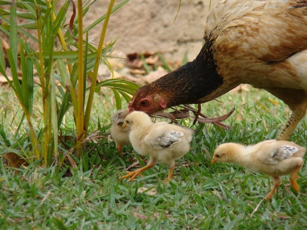 The immune system that gives good immunity to chickens ...