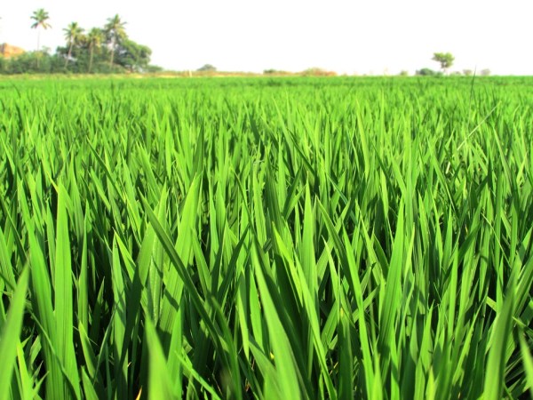 This is the highest yielding crop growth in paddy cultivation.