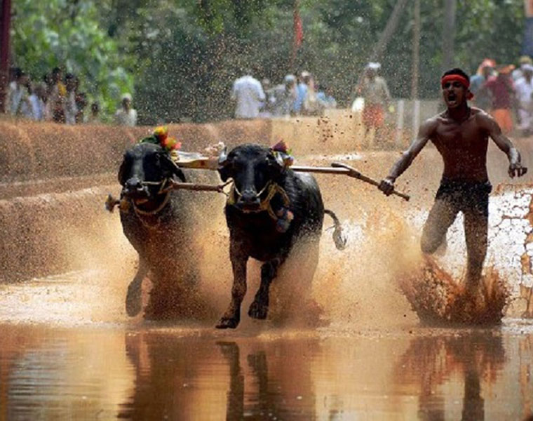 kambala to be started in bangalore shivamogga says dcm cn ashwath narayan