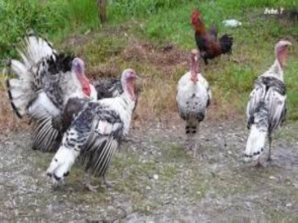 These are the methods to grow turkeys