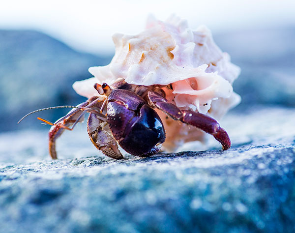 The CRAY T escape Crayfish about to be COOKED tears off its own leg in a bid to dodge being