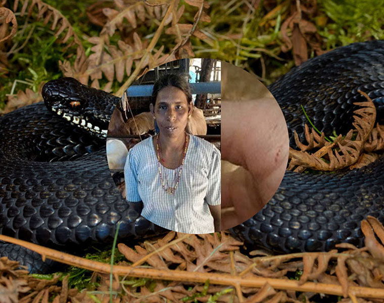 snake bites fifty six times to anitha krishnan