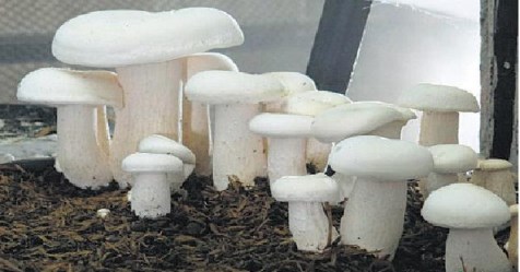 follow this-method-to-promote-mushroom-with-seed