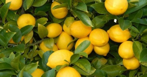 These ways can be accessed to control lemon crops.