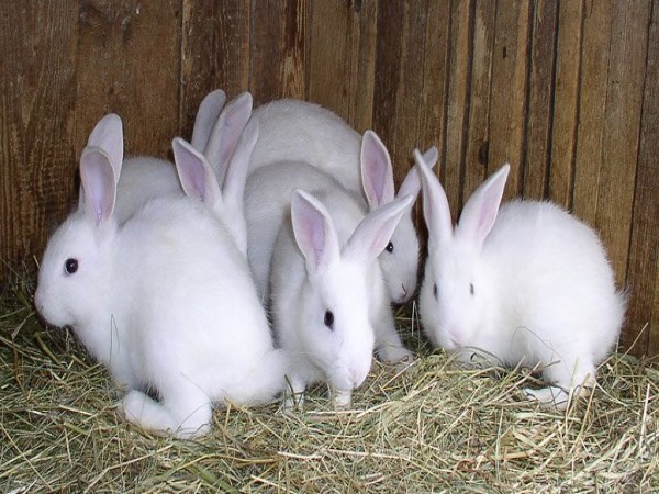 When giving food to the rabbits you should consider these things ...