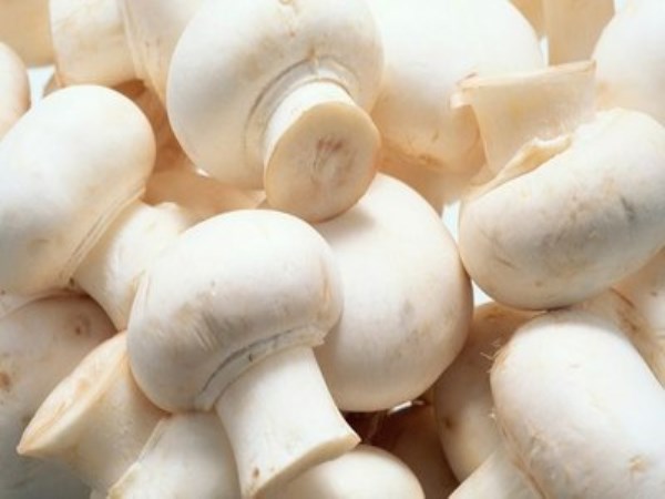 Do you know when the yield is mushy in mushroom cultivation?