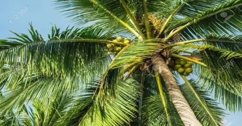 How to solve problems we face in coconut tree