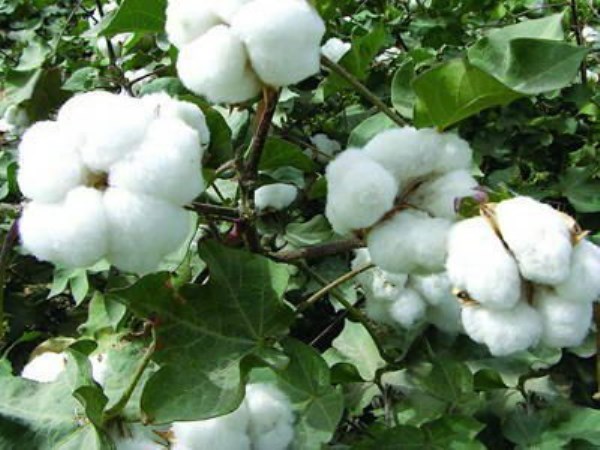 Management of fertilizers in cotton culture