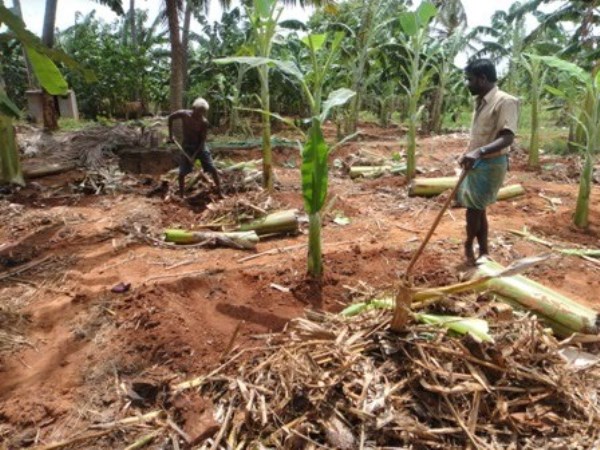 There is a way to get the necessary fertilizer for the trees.