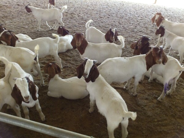 Here are some of the best ways to take care of the age of goats ...