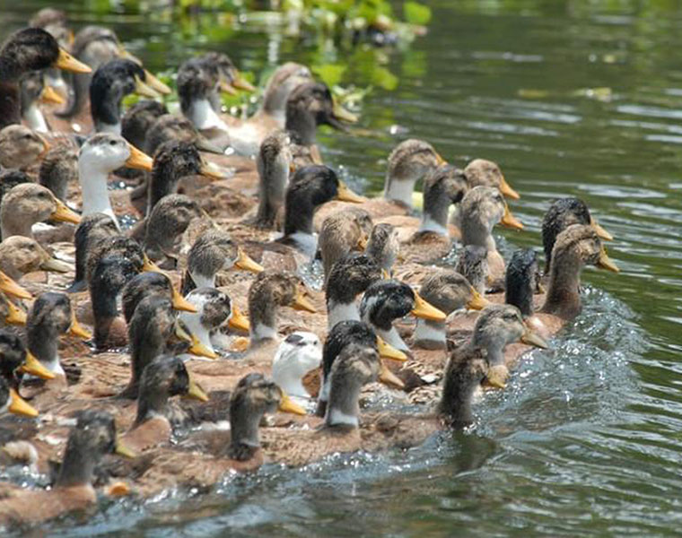 Bird flu found on duck farm in France disease spreading rapidly in Europe ckm