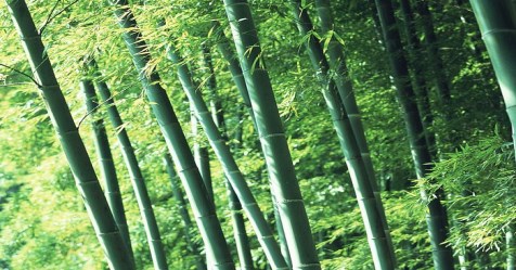 How to produce bamboo