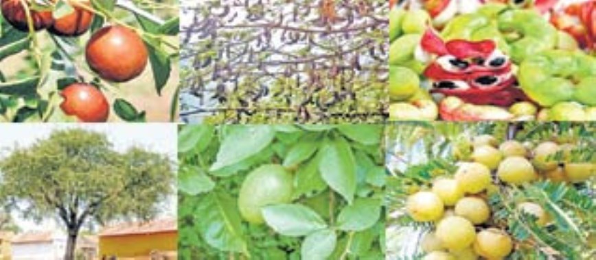 the coastal-areas-for-the-cultivation-of-fruit-trees-ca