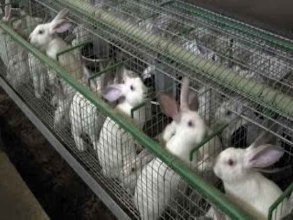 Health in rabbits is very important. Why?