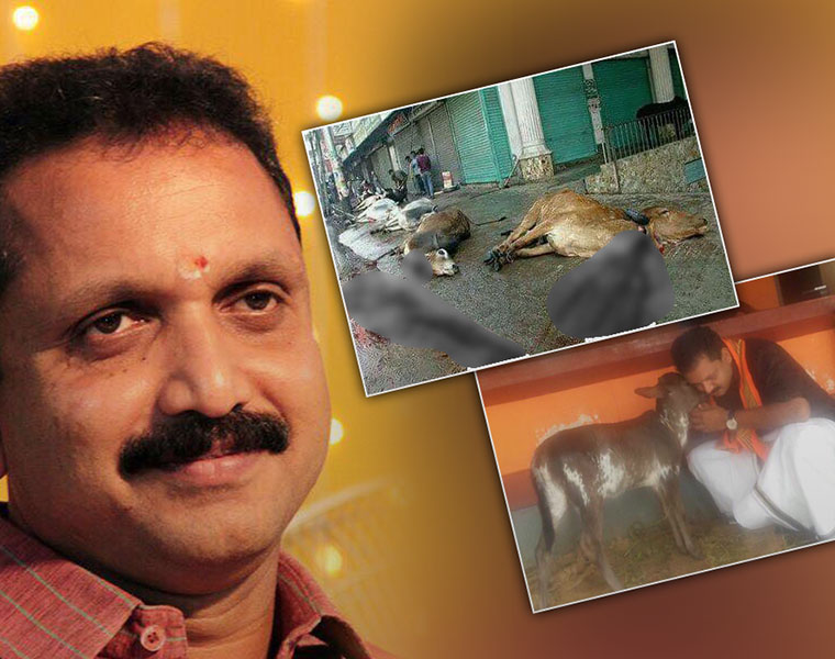 BJP leader surendran controversy fake photo cow slaughter