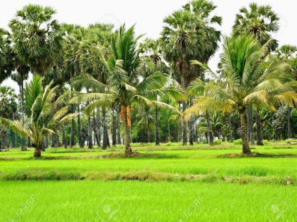 How to control the rhizomes that hit the coconut