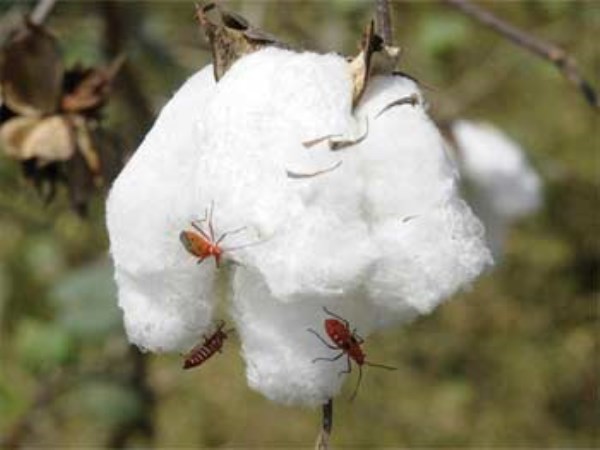 Here are the security measures to destroy the pests that attack cotton crops.