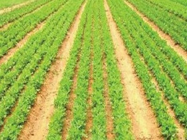 Methods of fertilizers to be done during Groundnut cultivation ...