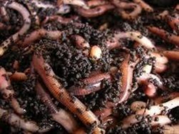 Here are the characteristics of earthworm fertilizer technology and the earthworm to select ...