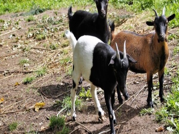 How to find out that goats are ready for breeding?