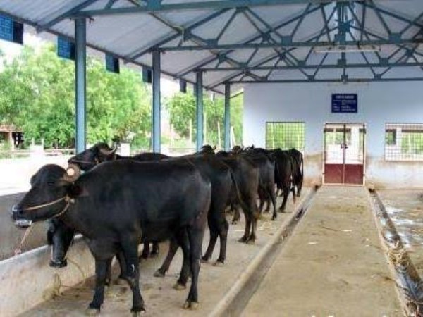 Shelter for calves and ox 