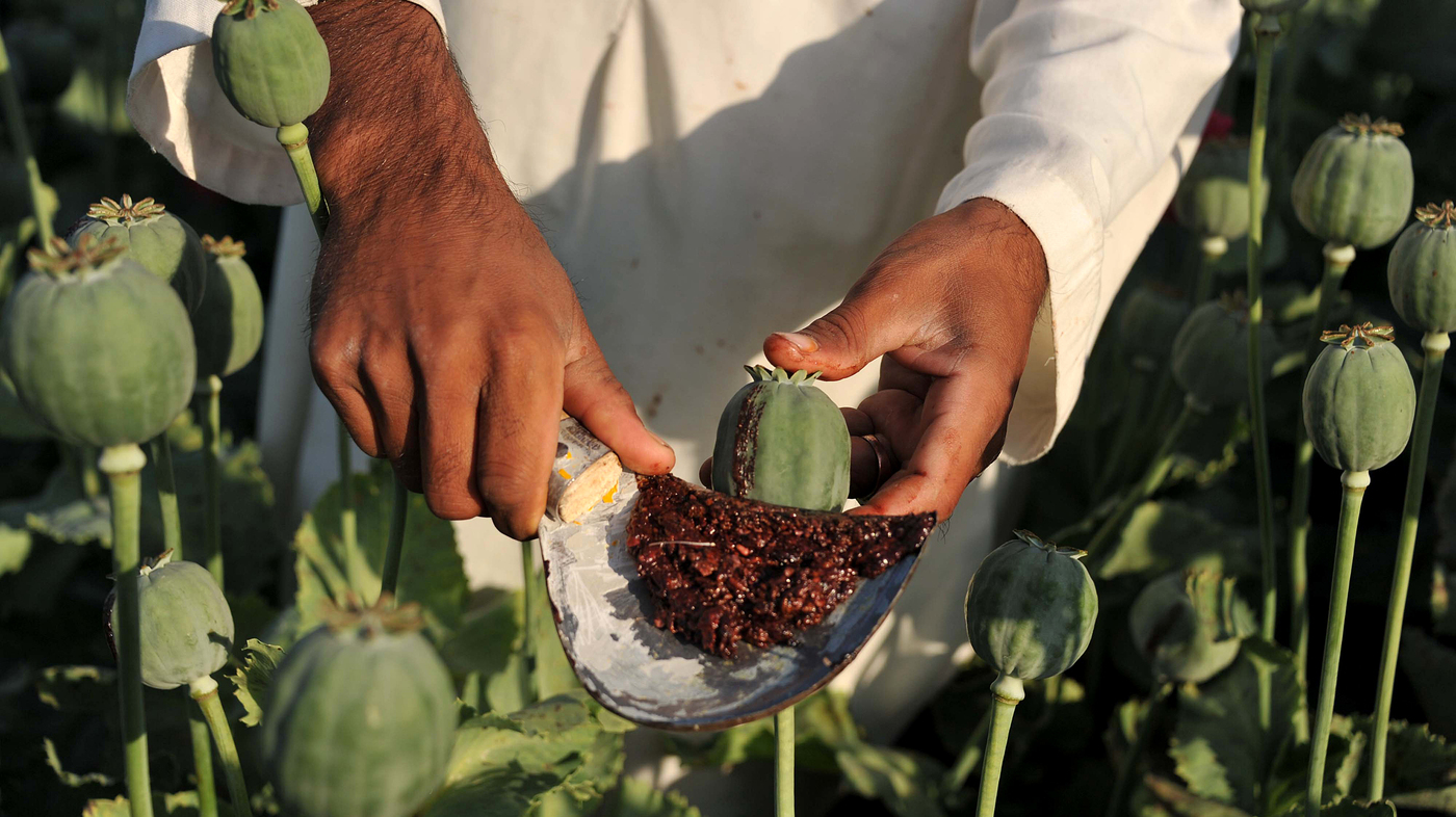 Myanmar worlds largest producer of opium overtaking Afghanistan UN report etj 