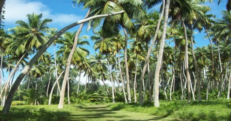 This will give you the necessary nutrients to get more yield in the coconut tree.