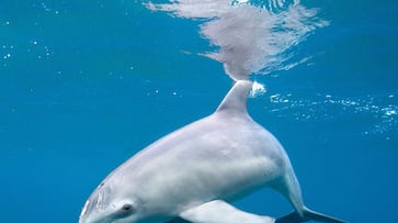 number of dolphins increased