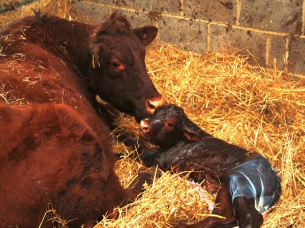 Ways to heal the cows that cause hysterectomy.