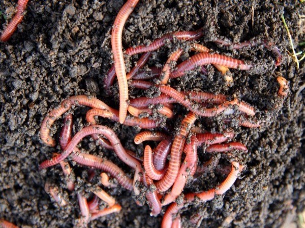 You need to know about the need for earthworms in agriculture ...