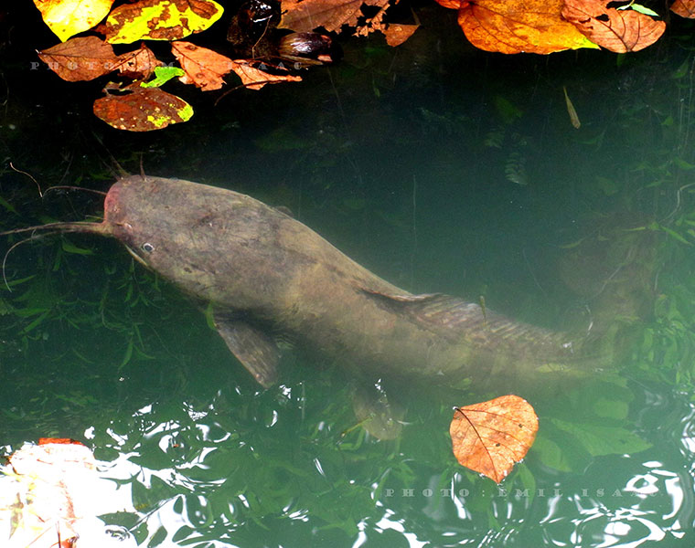 african mushi fish Banned