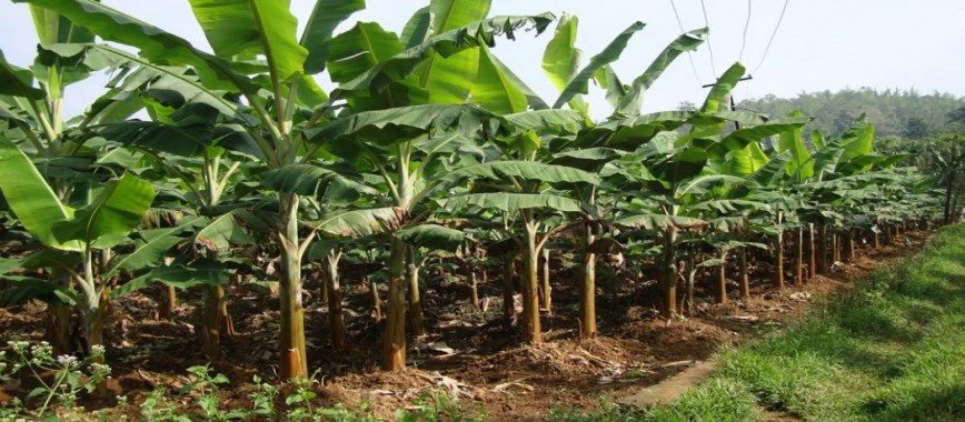 get double-the-yield-of-groundnut-as-intercrop-in-the-b