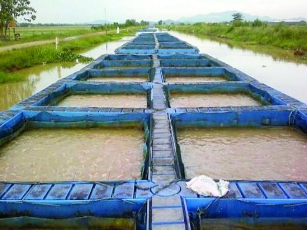 Contemporary cultures of freshwater prawns in rice field - Benefits and disadvantages Here ...