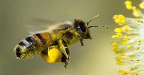 there are-five-types-of-bee-breeding-lets-see-what-they