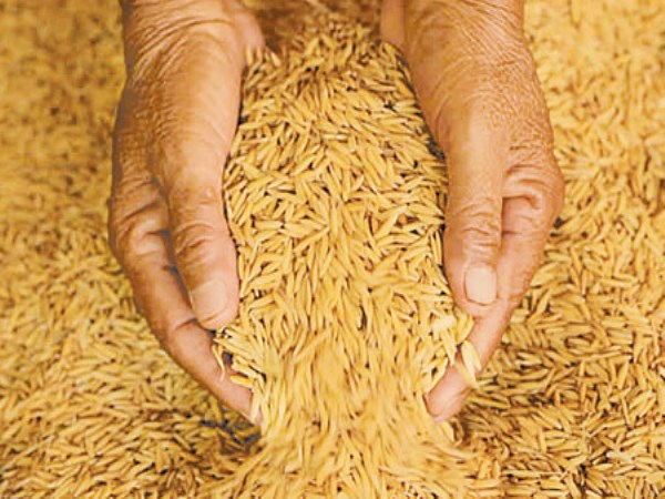 Do seed treatment and nutrient management do the same in rice?