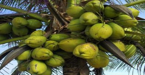 These guidelines help to obtain quality coconut seeds.