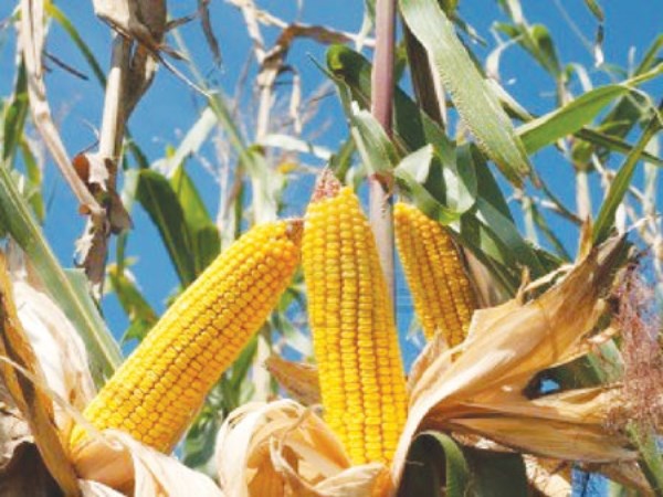 Maize corn is cultivated in this way ...