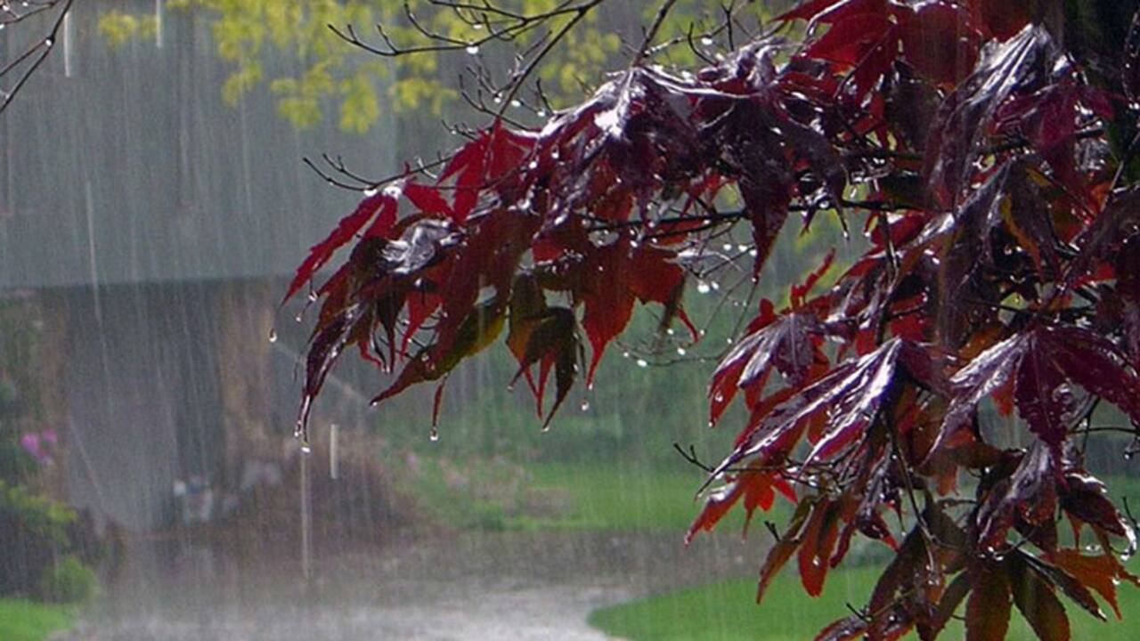 Rain Kerala