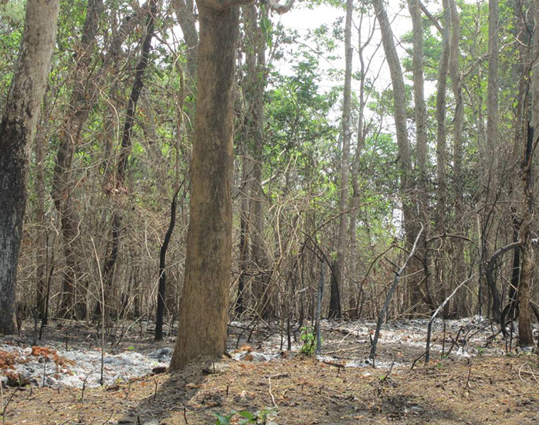 Kali Tiger reserve burns receives no help