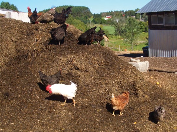 Do you know how to prepare and use fertilizers from poultry farm waste?