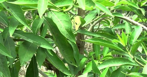 Cut the tree of the zucchini tree; Now you can plant any tree in that place ...