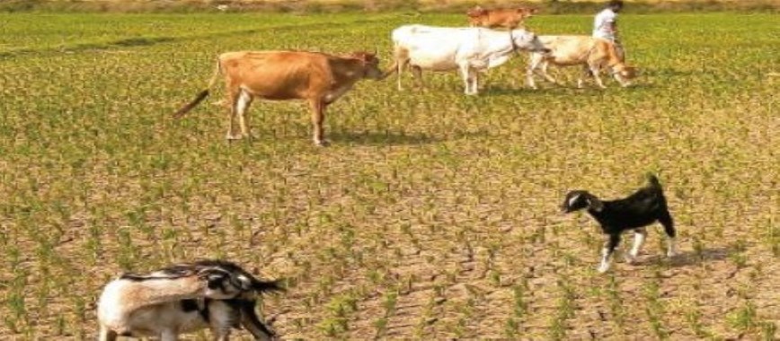 samba crops-livestock-tivanamakum-puh