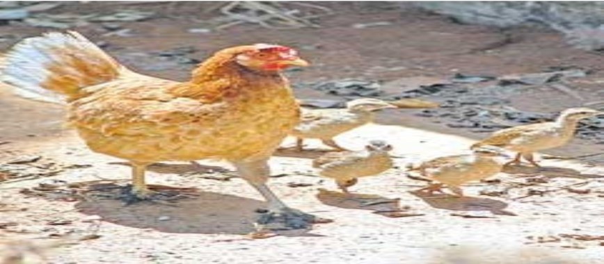 do you-want-to-get-more-chicks-in-the-country-chickens