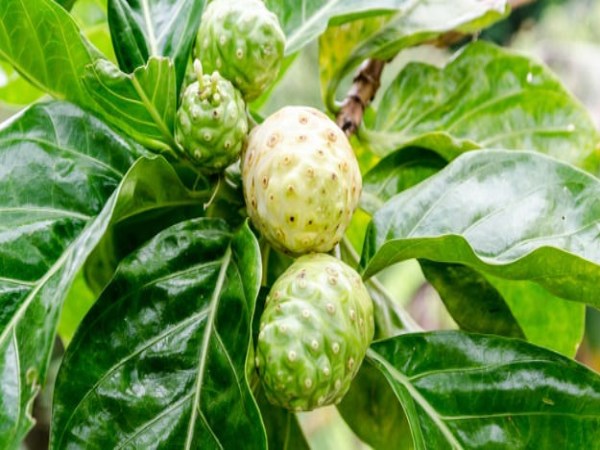 Here are some of the things you hear about noni trees ...