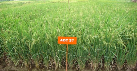 Method of cultivation of short-term ADT-37 rice crop