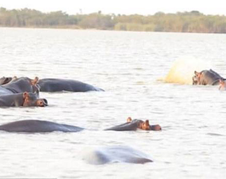 Bull shark takes on a ferocious herd of hippos