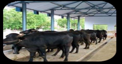 Here are the diseases of the buffalo cows and the treatment methods for them ...