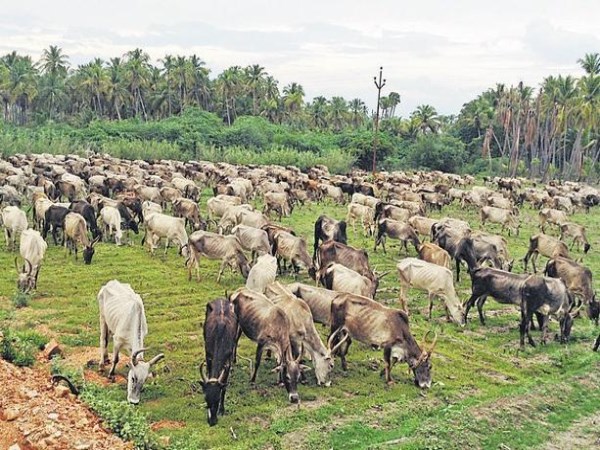 Some common questions arising for cow breeders and their wacky replies