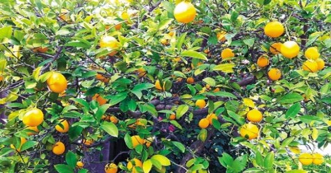 How to make drainage in lemon cultivation; Here are the modes ..