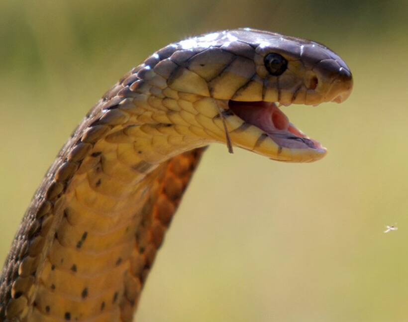 Wounded cobra kills Kerala snake catcher who saved it